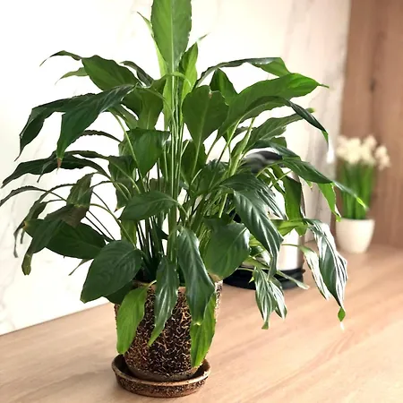 דירה Osapart In A Complex Semycvit 5 לבוב