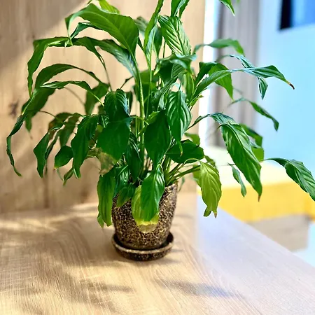 아파트 Osapart In A Complex Semycvit 5 *