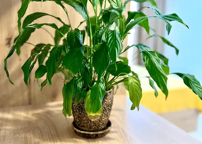 דירה Osapart In A Complex Semycvit 5 *