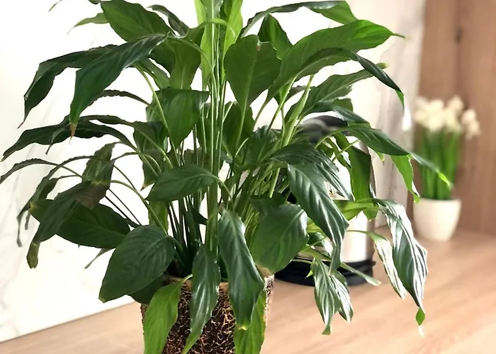 דירה Osapart In A Complex Semycvit 5 לבוב